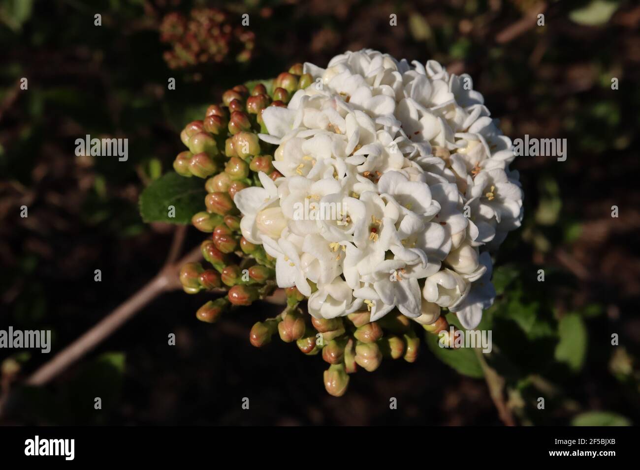 Viburnum x carlcephalum fragrant snowball Viburnum – densely packed highly scented white flowers,  March, England, UK Stock Photo