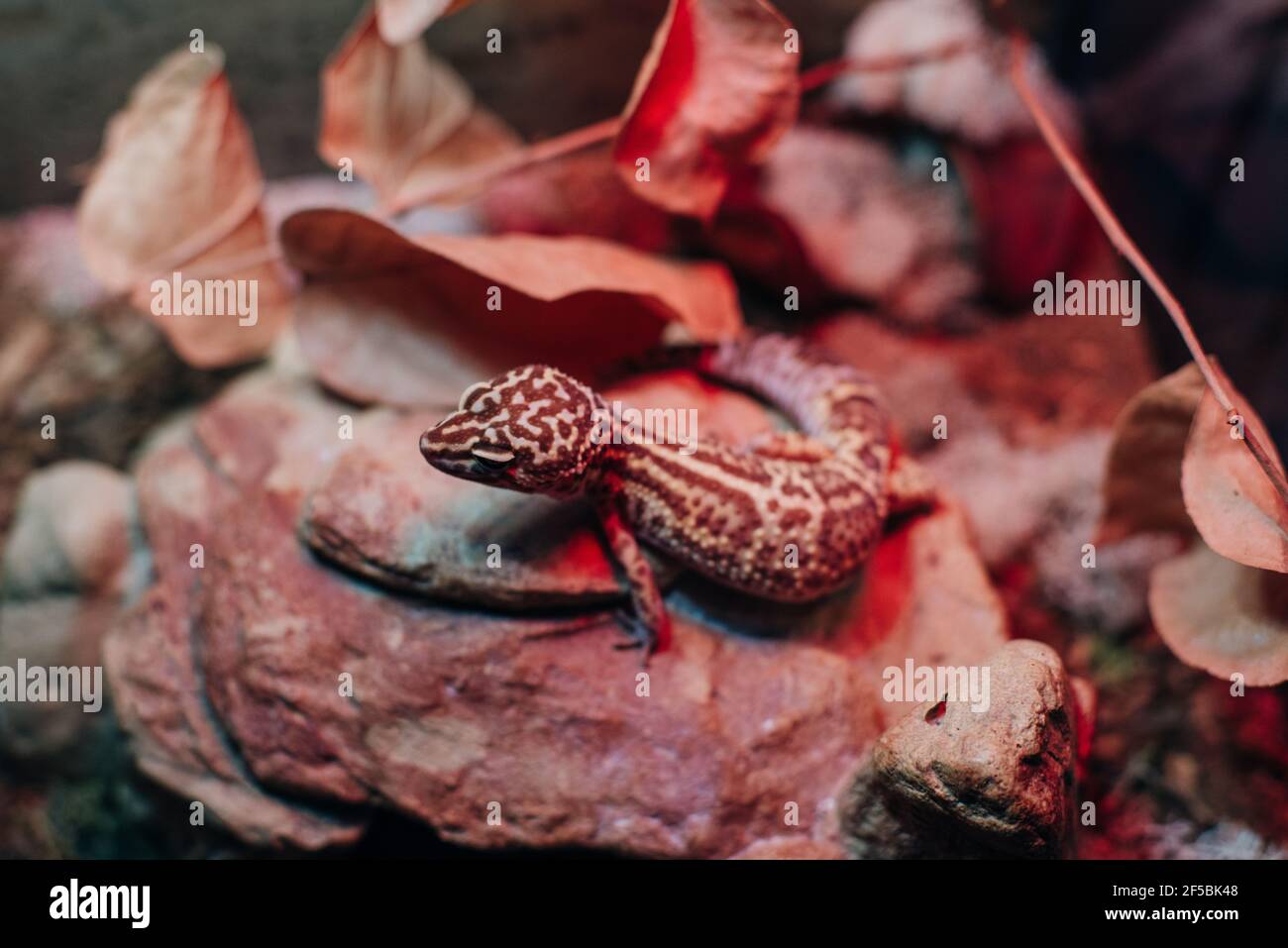 Leopard gecko lizard, close up macro. Eublepharis macularius Stock Photo
