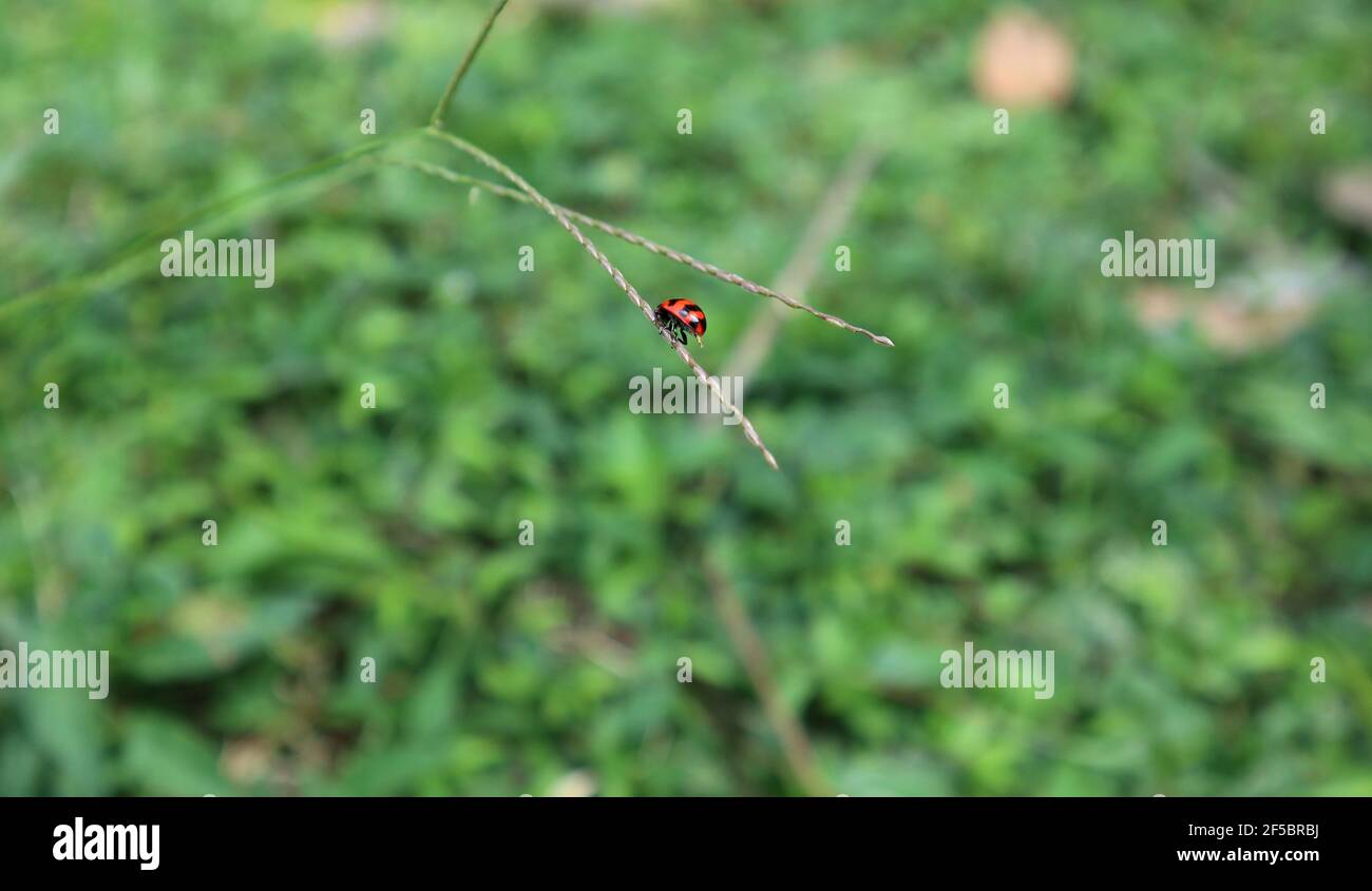 A red beetle with black dots sitting on a grass inflorescence Stock Photo