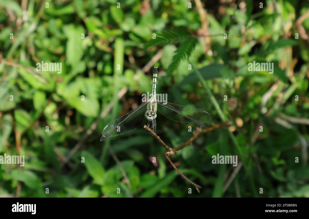 Sharp focused view of the front of a dragonfly with blue and red eyes on a dry branch Stock Photo