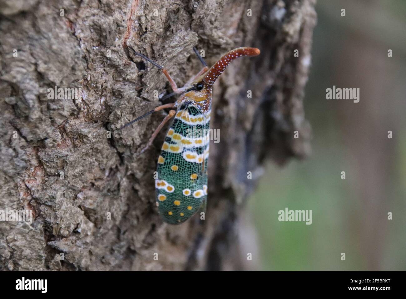 Selective focus of a Pyrops candelaria (Laternaria candelaria) planthopper on a tree bark Stock Photo