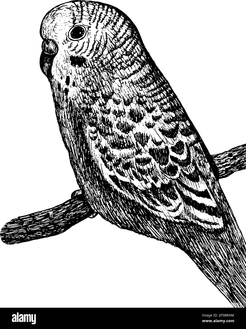 Budgerigar parrot - black and white illustration. Budgie tropical bird realistic ink sketch. Line artwork. Monochrome art. Vector illustration Stock Vector