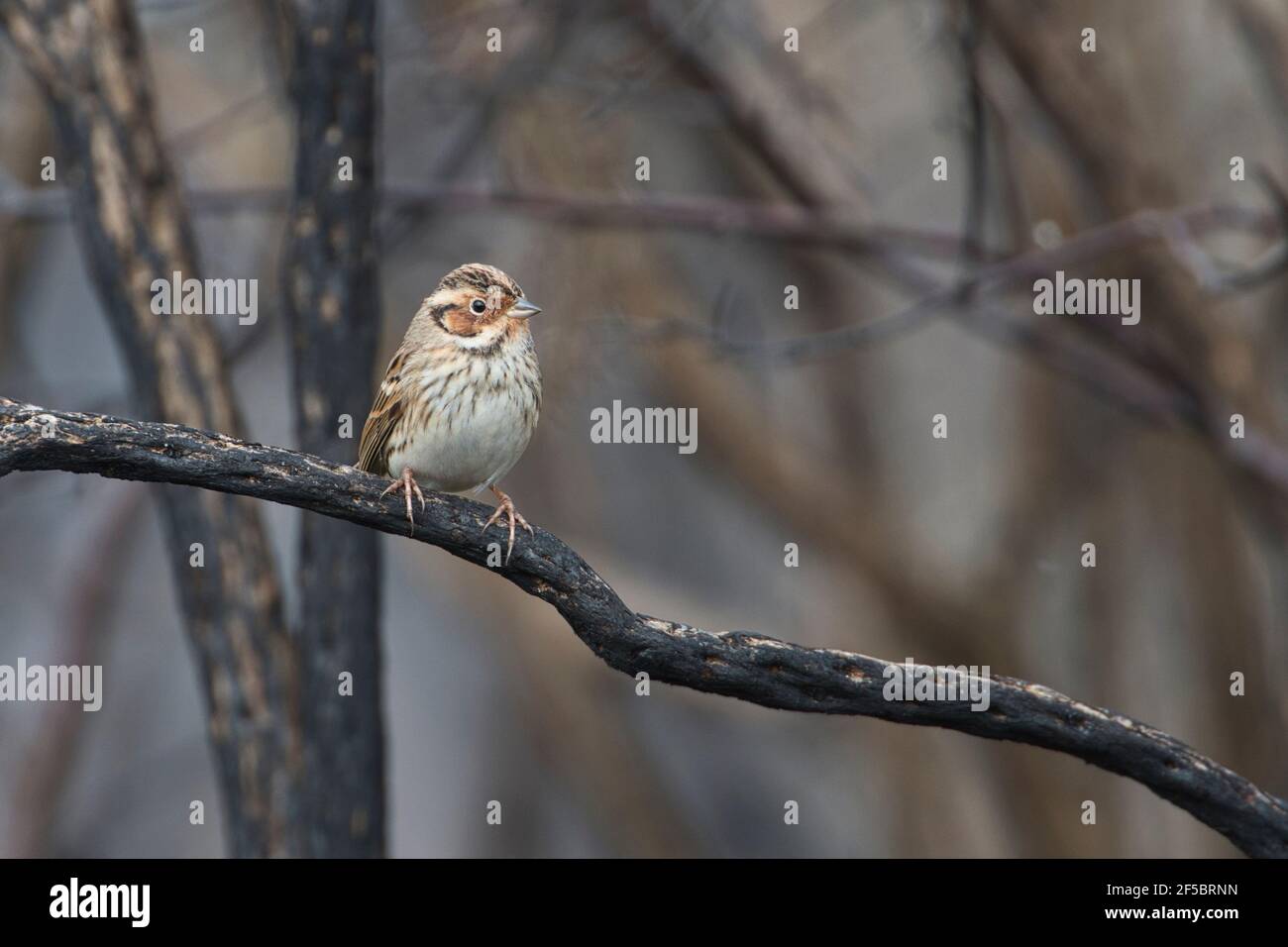 Little bunting (Emberiza pusilla), normally a vagrant to the UK, this individual overwintered. Stock Photo