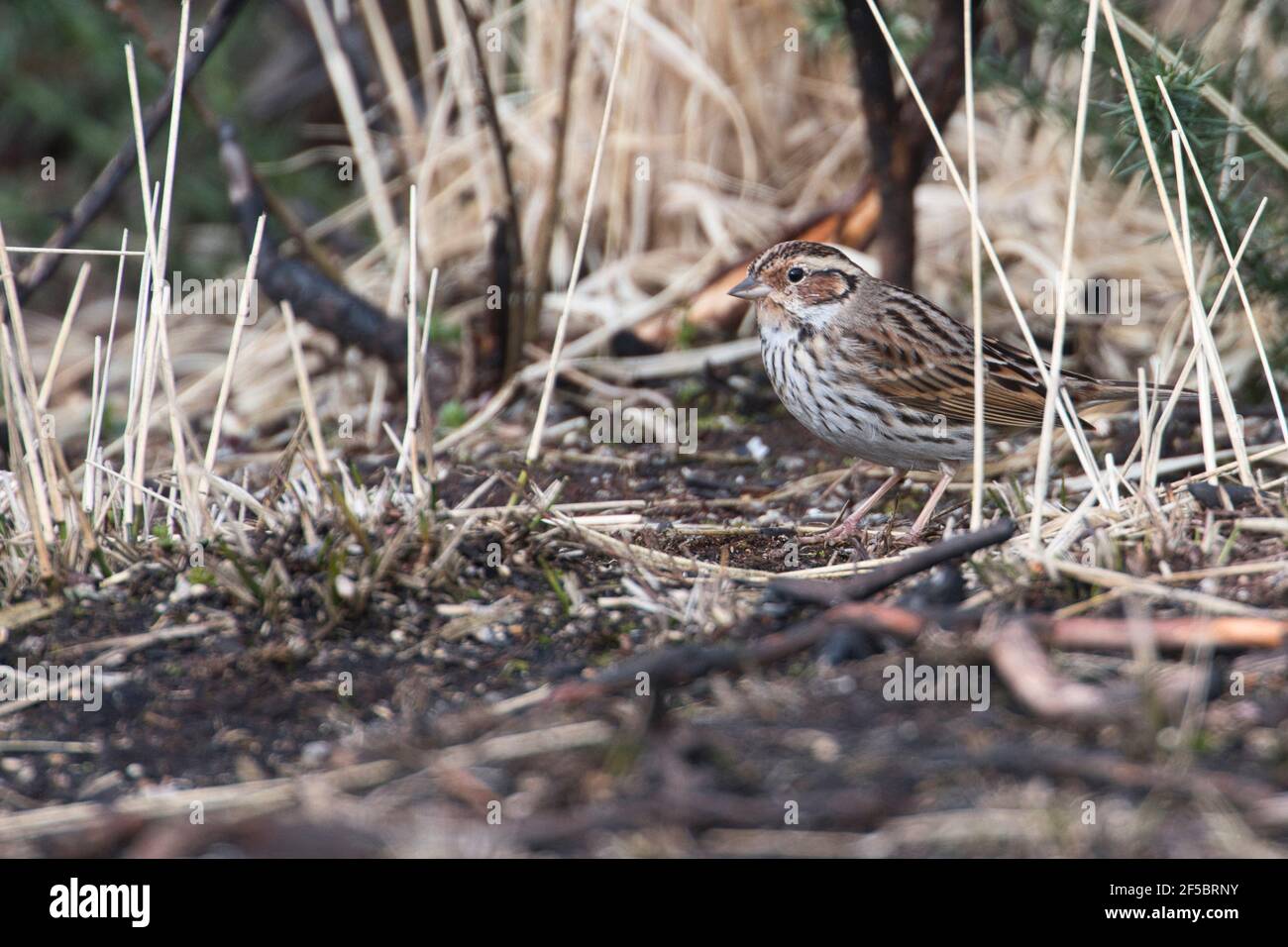 Little bunting (Emberiza pusilla), normally a vagrant to the UK, this individual overwintered. Stock Photo