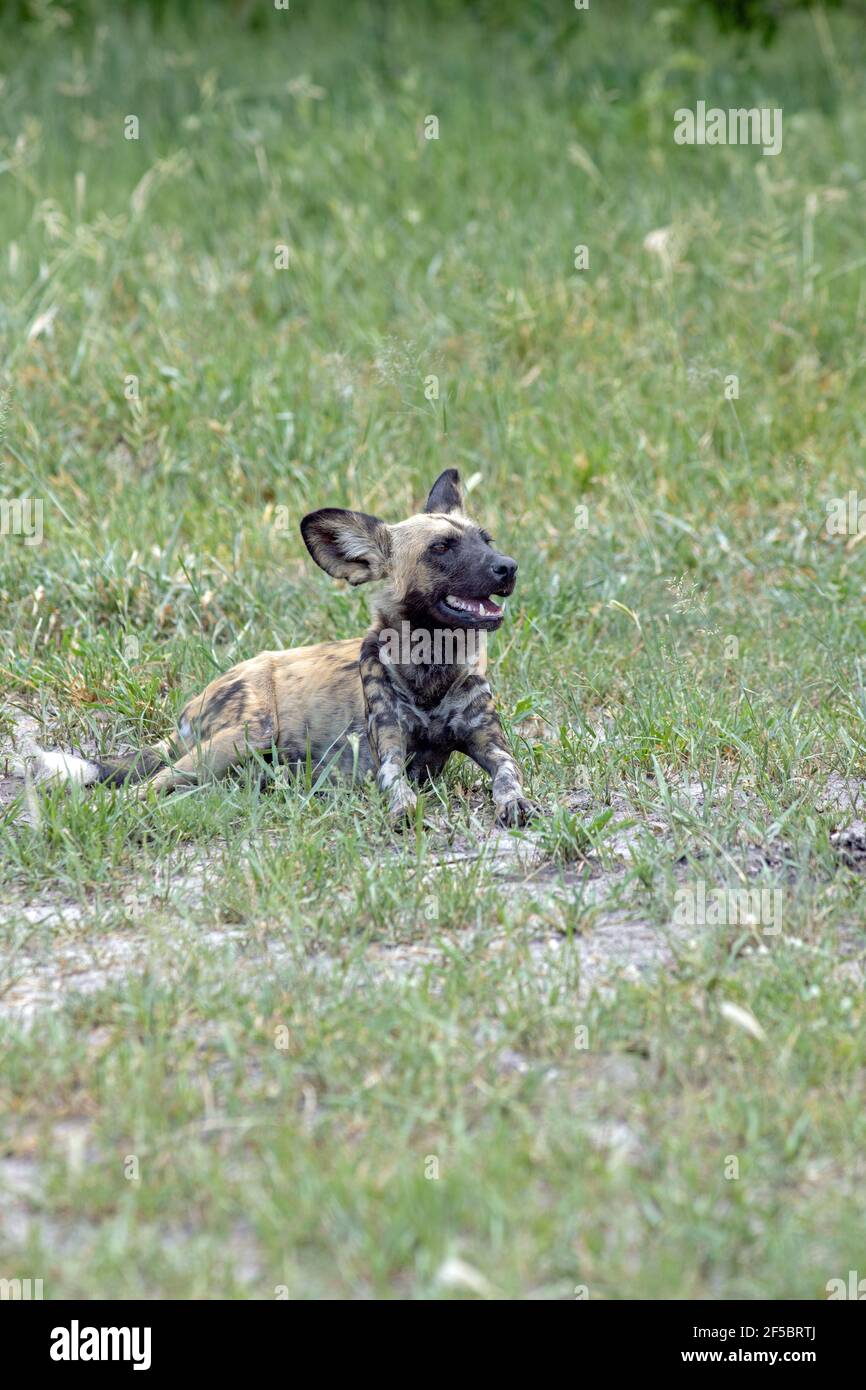 African Wild Hunting Dog  or Painted Wolf  (Lycaon pictus). Satiated. Younger animal in the pack. Not actually involved with killing the prey, no evid Stock Photo