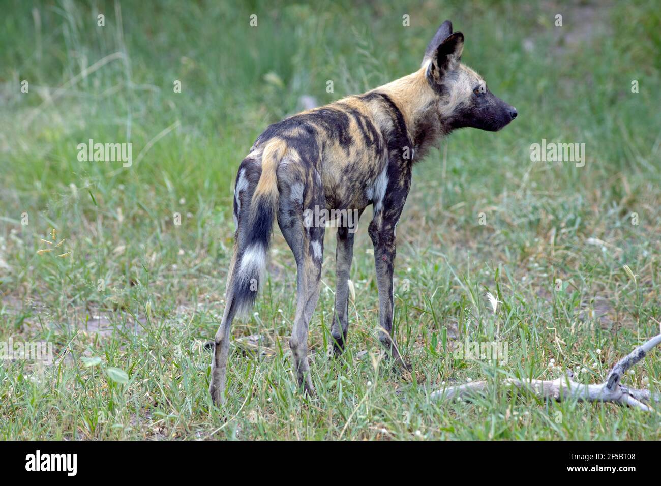 African Wild Hunting Dog or Painted Wolf  (Lycaon pictus). Rear view. Standing. Note banded tail.. Tri-coloured fur coat, or pelage.Botswana. Stock Photo