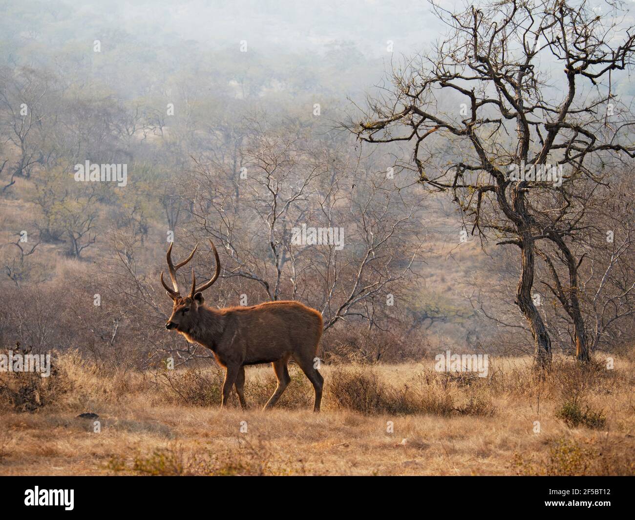 Sambar Deer - StagRusa unicolor Ranthambore, Rajasthan, India MA003922 Stock Photo
