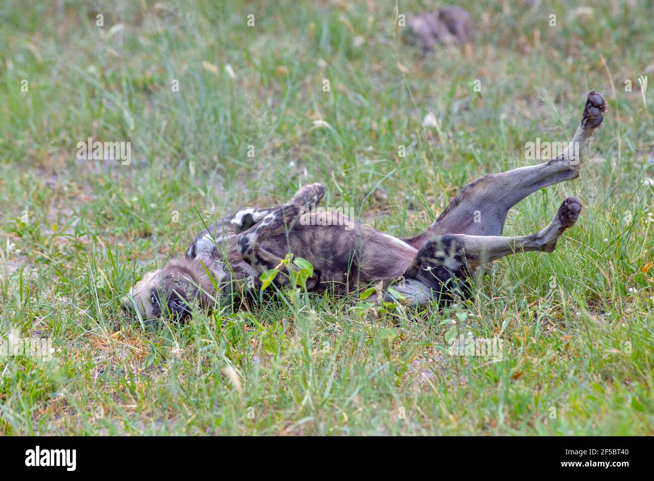 African Wild Hunting Dog  or Painted Wolf  (Lycaon pictus). One of a pack, rolling over on its back, in joyous satisfaction after the completion of pr Stock Photo