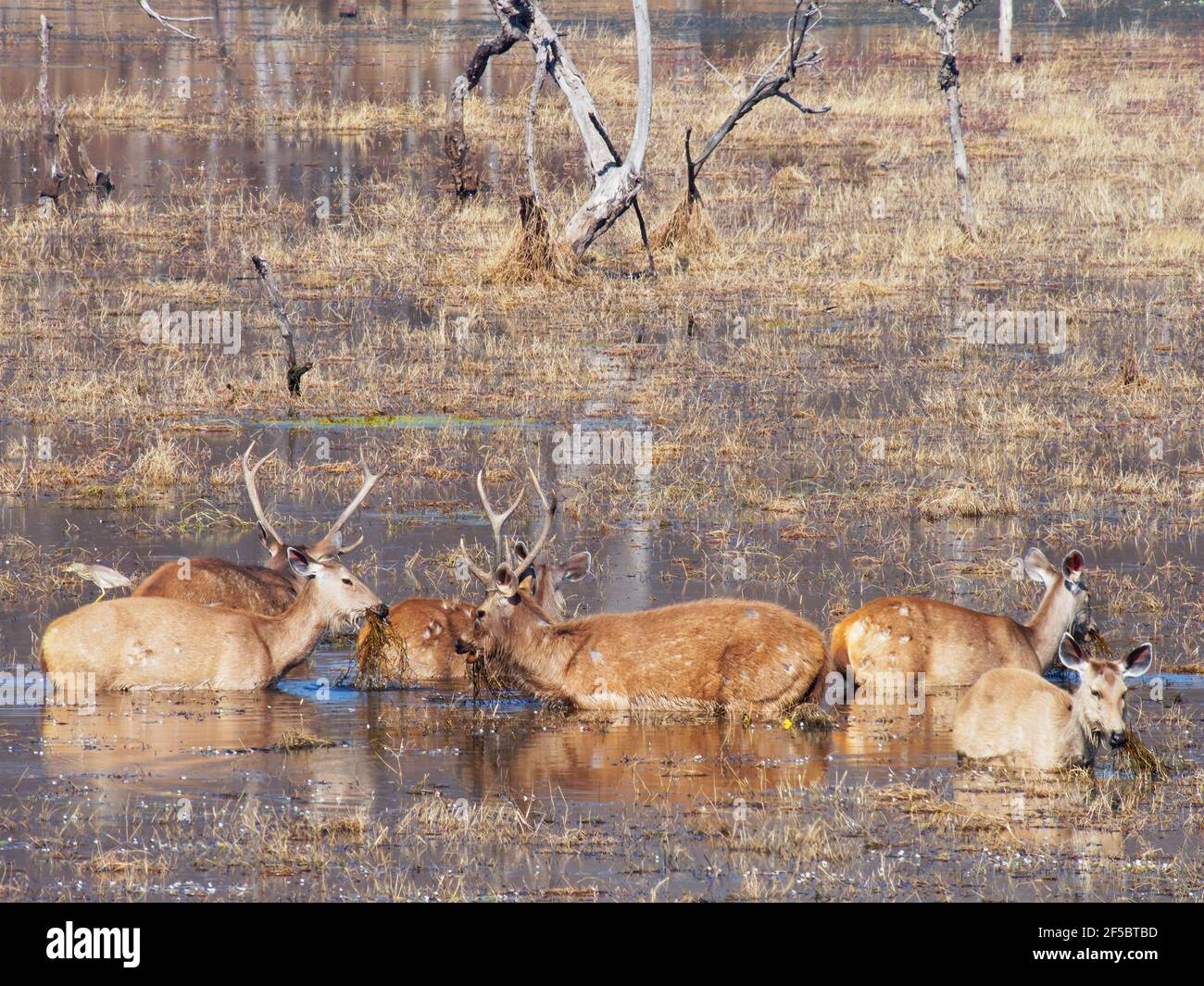 Sambar Deer - group in waterRusa unicolor Ranthambore, Rajasthan, India MA003937 Stock Photo