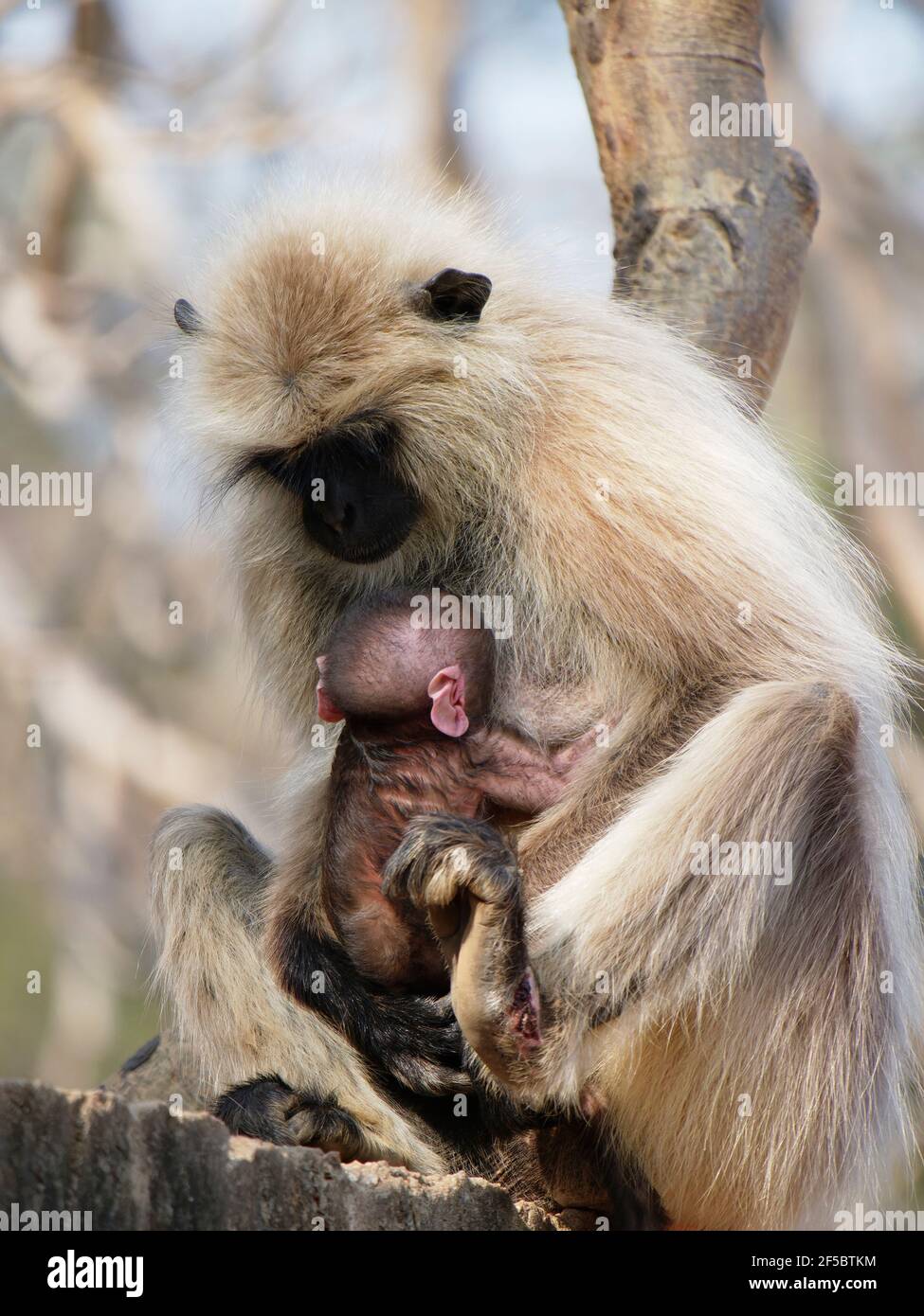 Northern Plains Grey Langur - mother with new born baby Semnopithecus entellus Rajasthan, India MA003948 Stock Photo