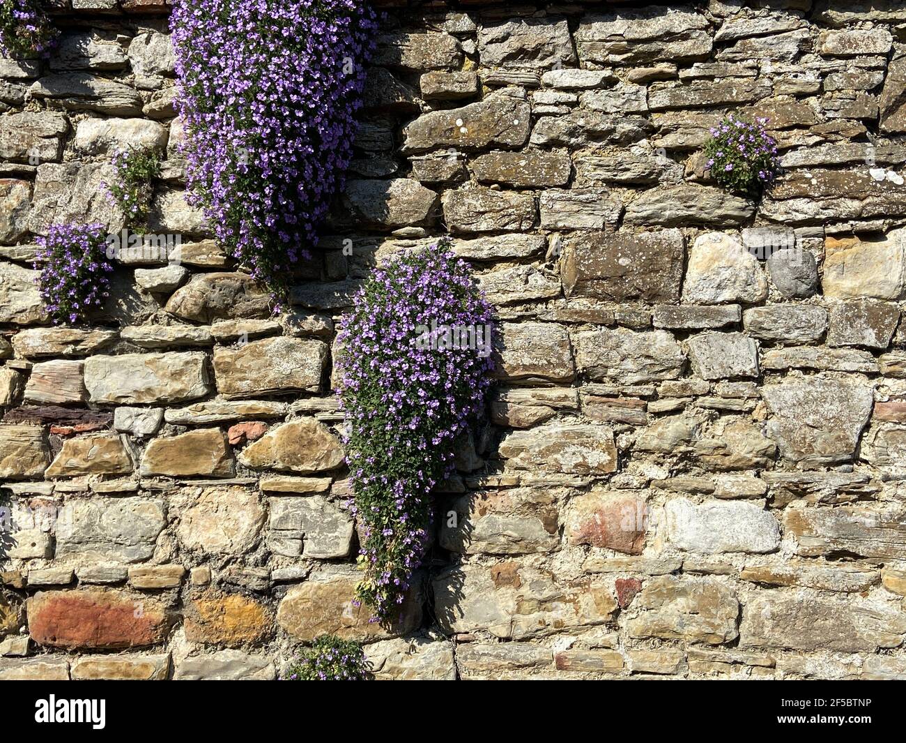 aubrieta purple rockcress growing on stone wall background - Purple rock cress (Aubrieta deltoidea) Stock Photo