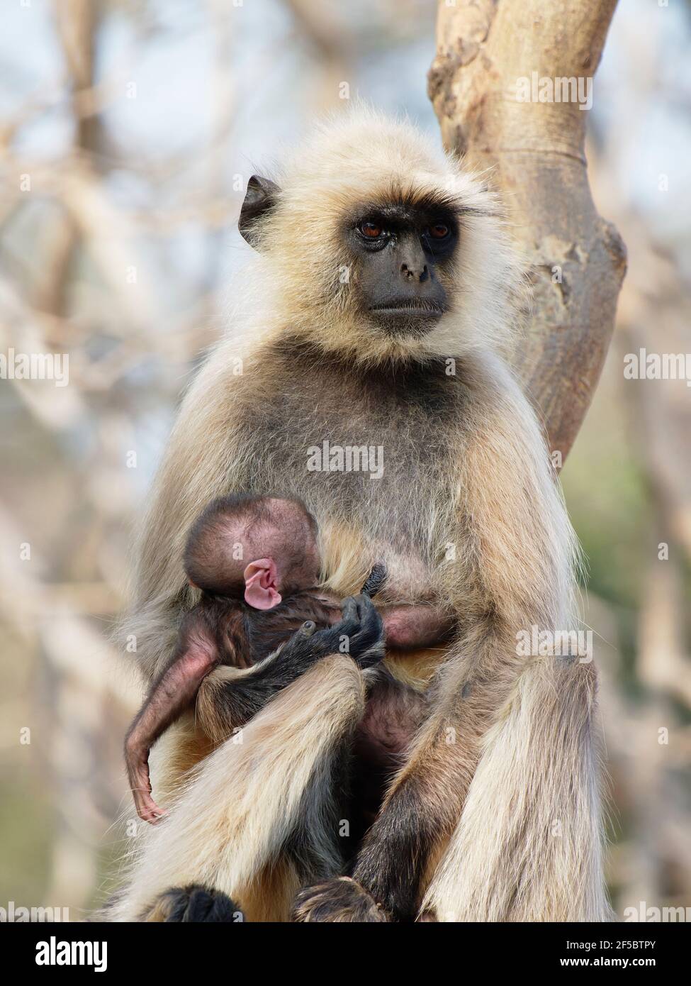 Northern Plains Grey Langur - mother with new born baby Semnopithecus entellus Rajasthan, India MA003954 Stock Photo
