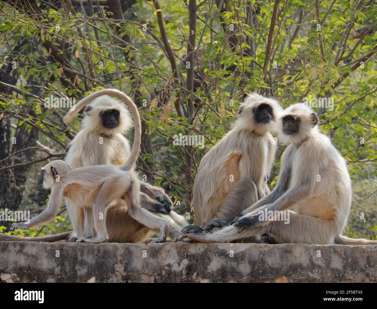 Northern Plains Grey Langur - adult and young Semnopithecus entellus Rajasthan, India MA003960 Stock Photo