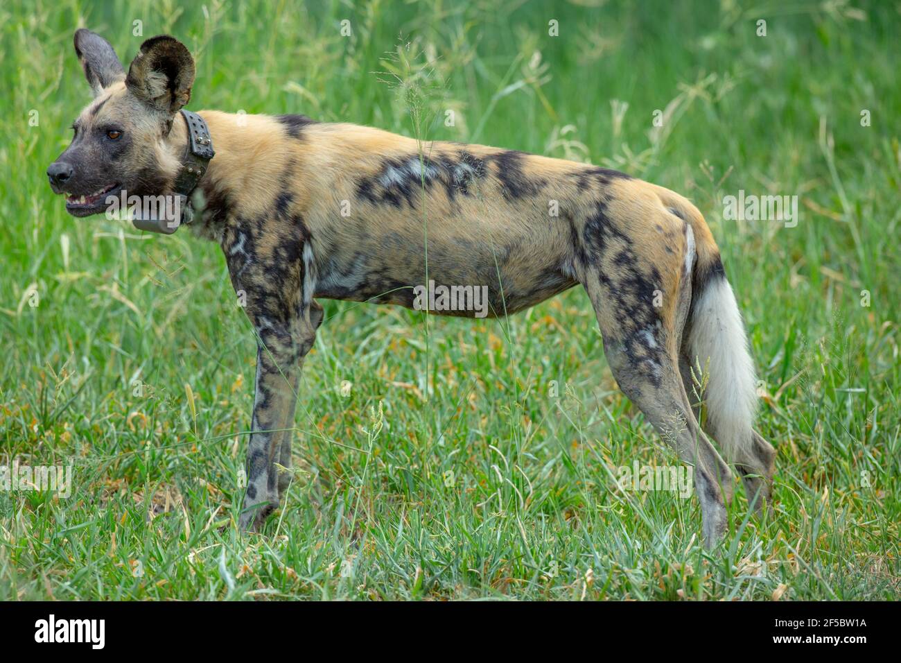 African Wild Hunting Dog or Painted Wolf  (Lycaon pictus).  Profile, flank view. Wearing a radio tracking collar allowing for statistical recovery of Stock Photo