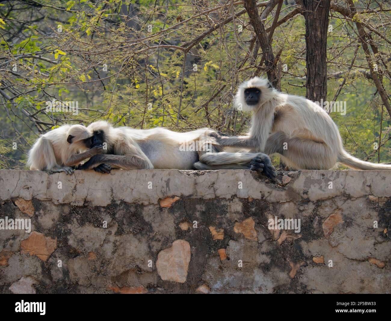 Northern Plains Grey Langur - adult and young Semnopithecus entellus Rajasthan, India MA003961 Stock Photo