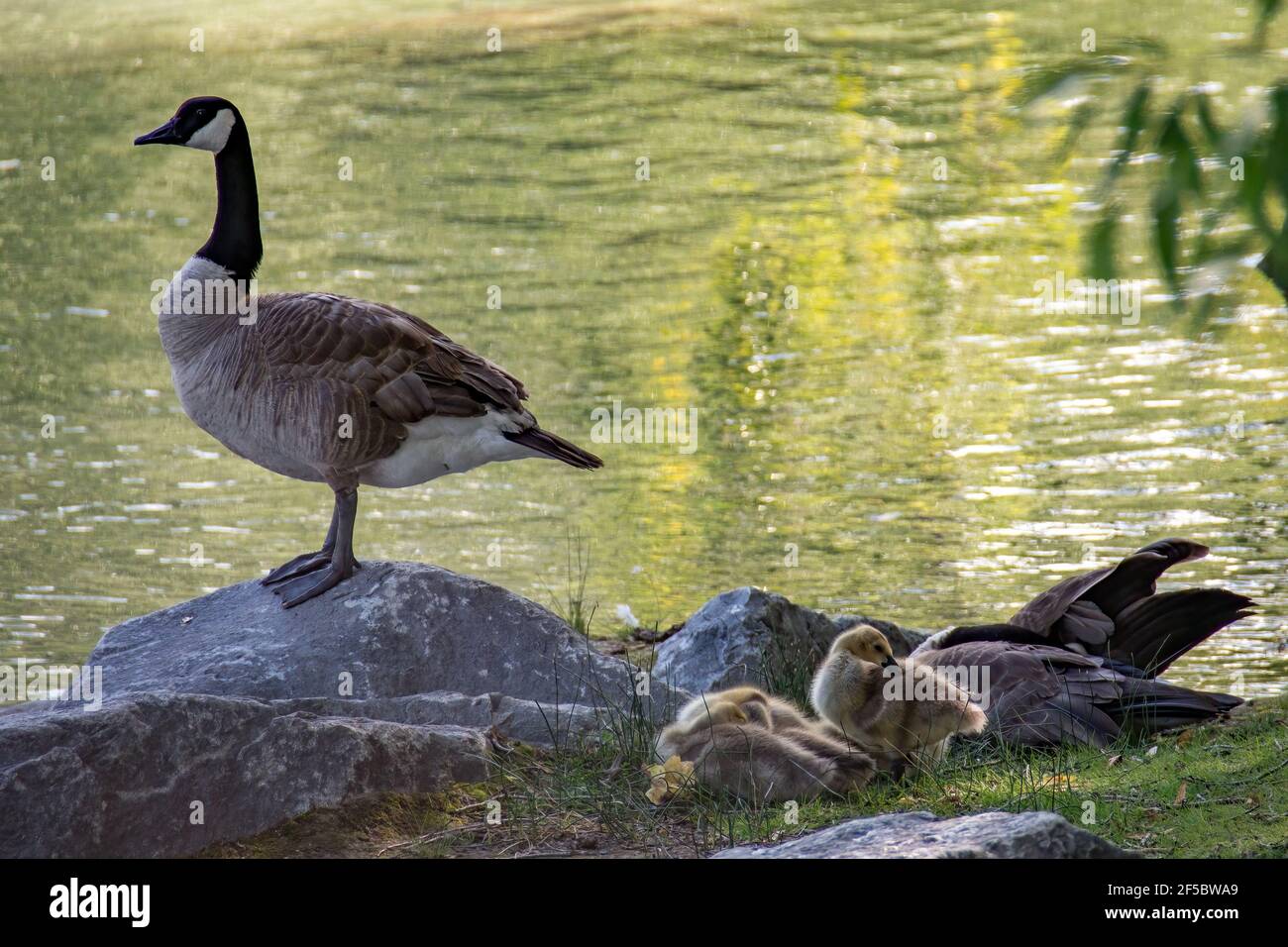 Canada Gooses at Calgary in Canada Stock Photo Alamy