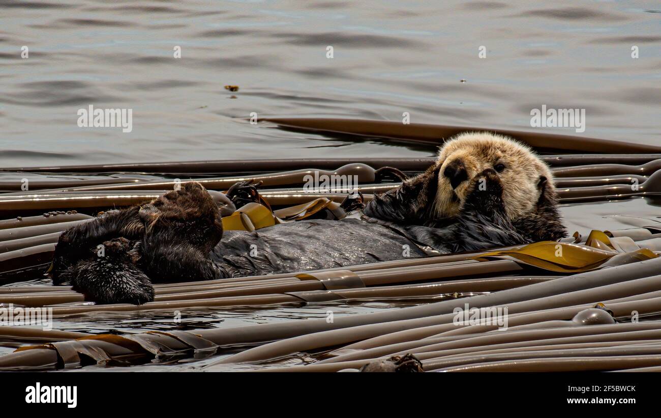 Vancouver island sea otter hires stock photography and images Alamy