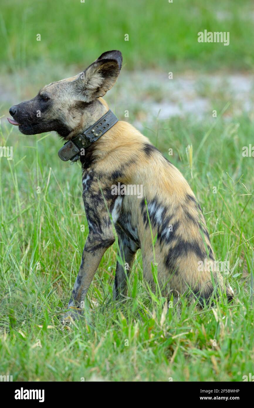 African Wild Hunting Dog or Painted Wolf  (Lycaon pictus).  Sitting, flank view. Wearing a radio tracking collar allowing for statistical recovery of Stock Photo