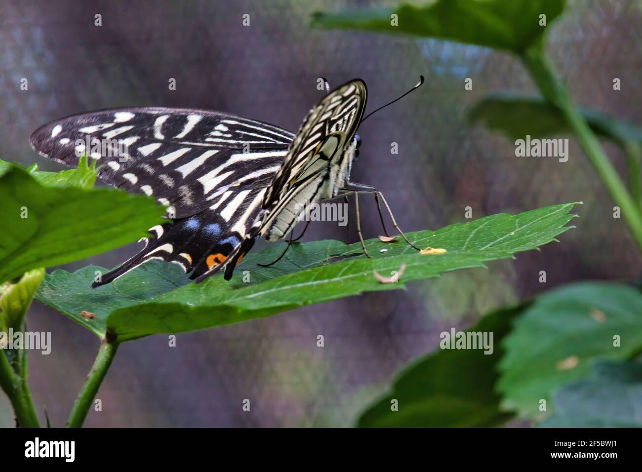 Resting yellow swallowtail butterfly seen from behind resting on a green leaf. Stock Photo