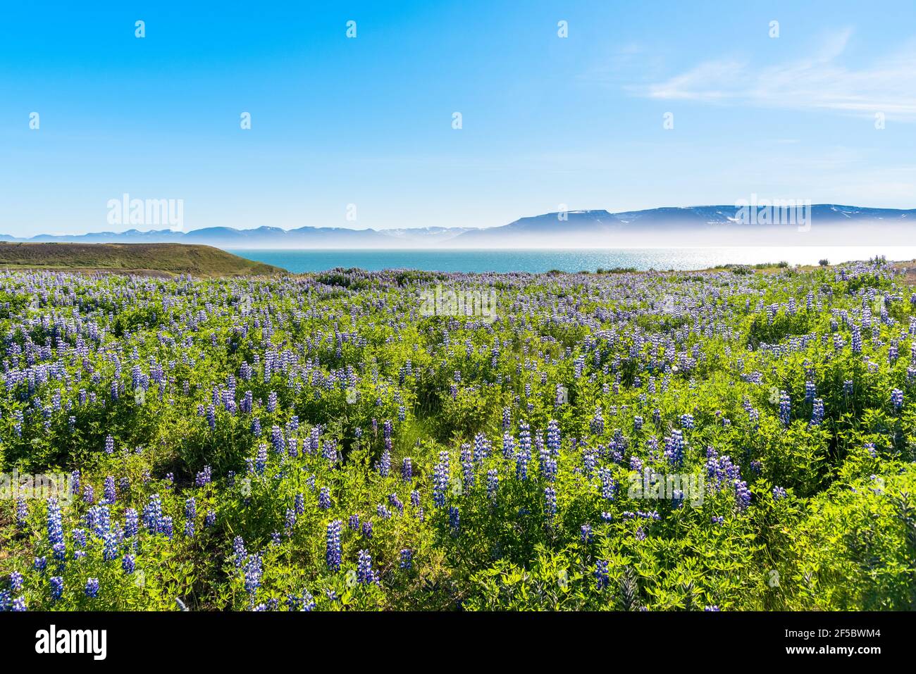 Flowery meadow along a fjord in Iceland on a sunny spring day. The ocean is partly covered with a blanket of mist. Stock Photo