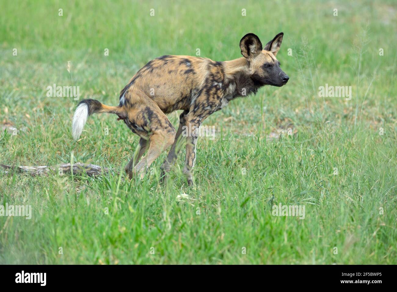 Alimentary canal hi-res stock photography and images - Alamy