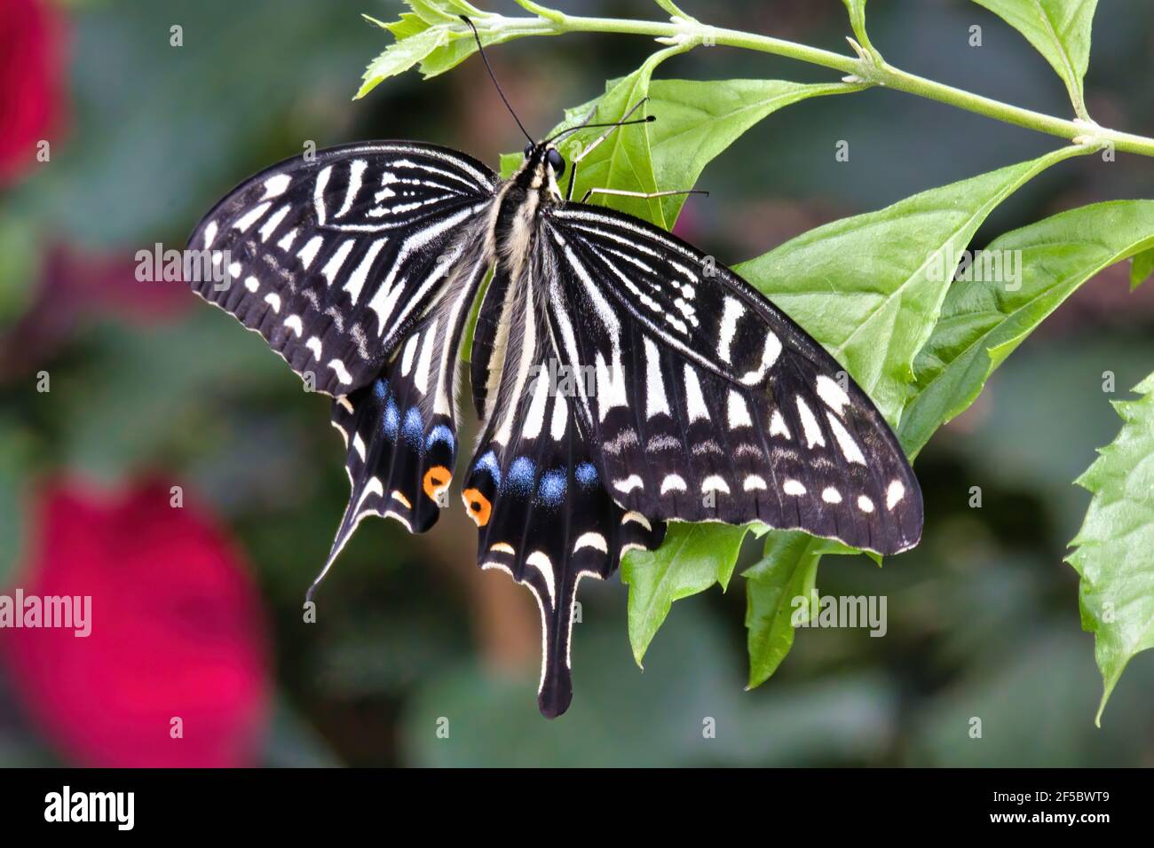 Delicate pattern wings of a swallowtail butterfly. Stock Photo