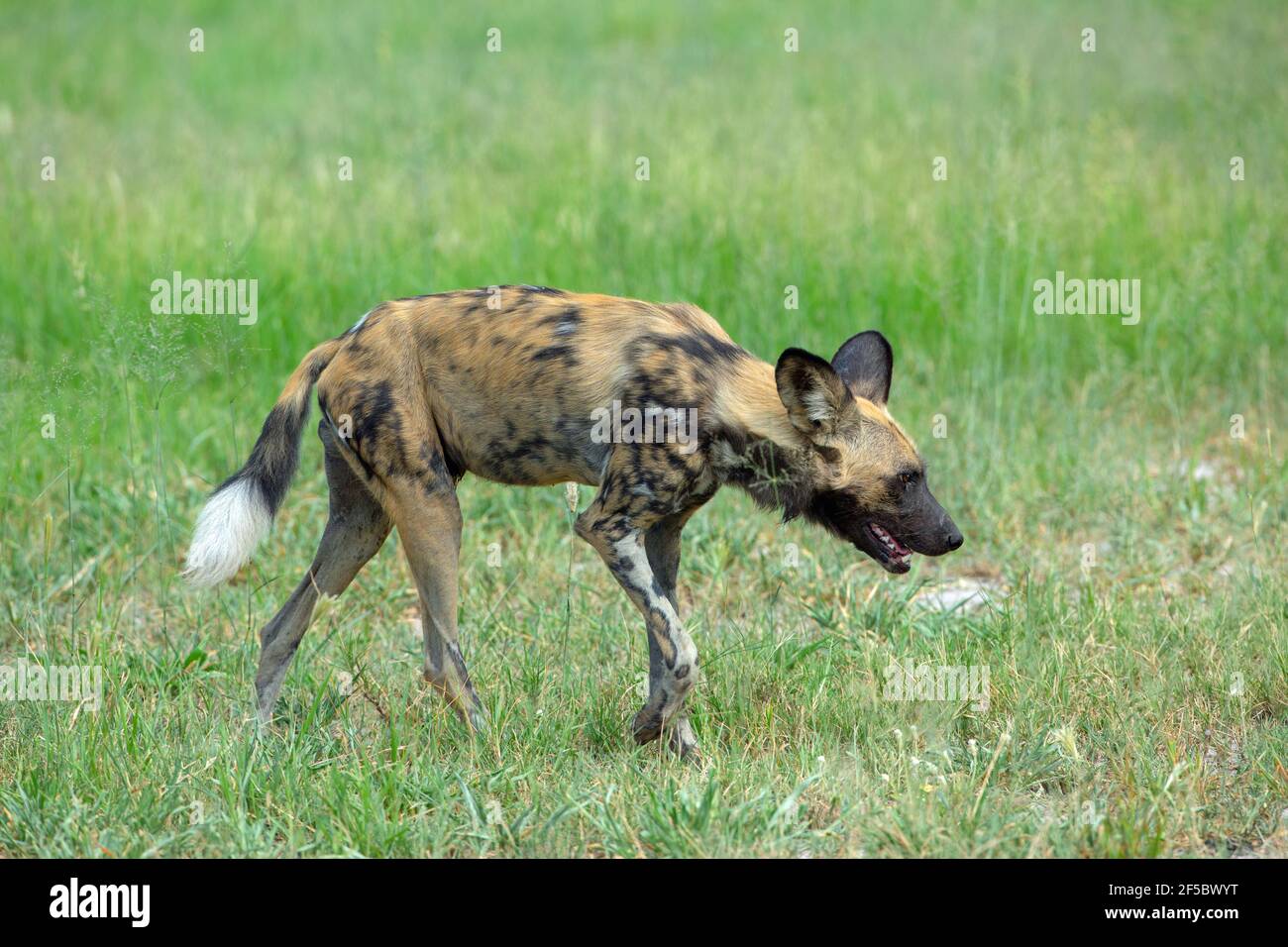 Wild Hunting Dog, Painted Wolf  (Lycaon pictus). One of a pack of nine, recovering after a successful hunt. Satiated, Body language deference to another Stock Photo