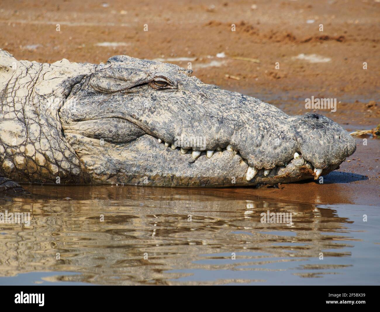 Mugger CrocodileCrocodylus palustris Rajasthan, India RE000401 Stock Photo