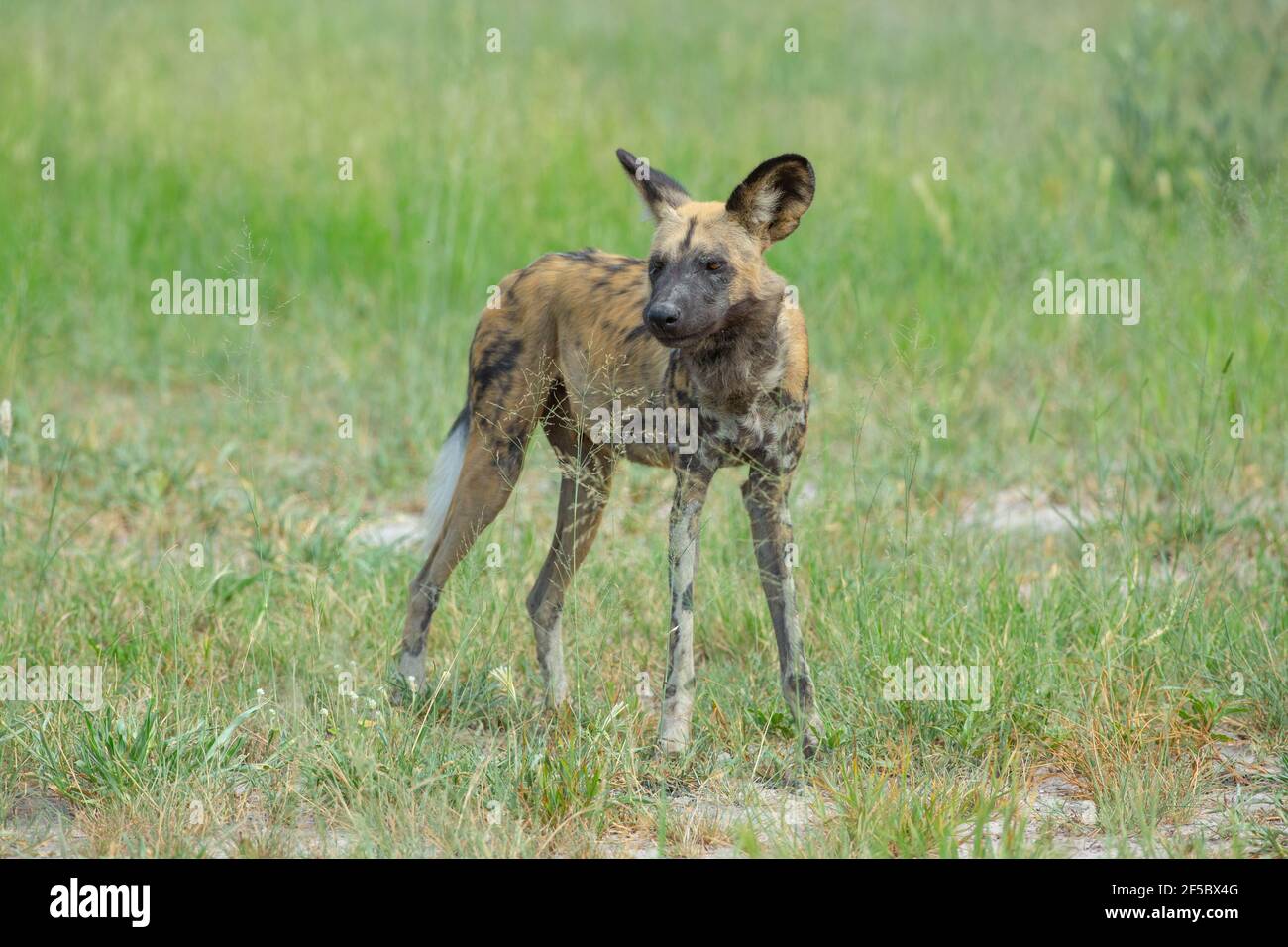African Wild Hunting Dog or Painted Wolf  (Lycaon pictus).  Wet season green vegetation. It is as tall as seeding grasses, which in the dry season all Stock Photo