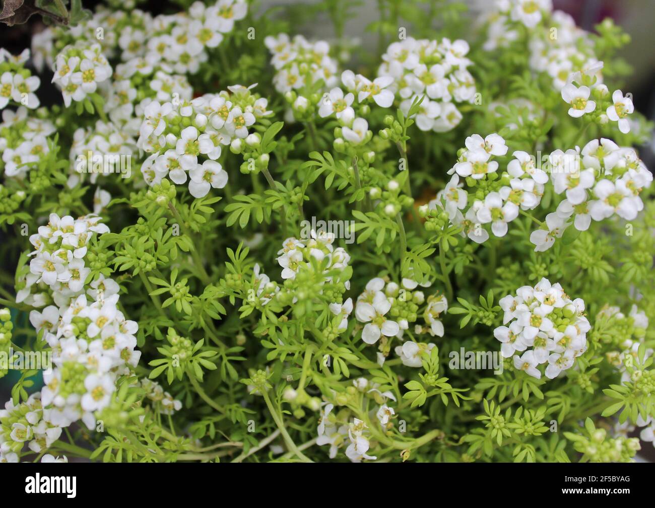chamois cress in the garden Stock Photo
