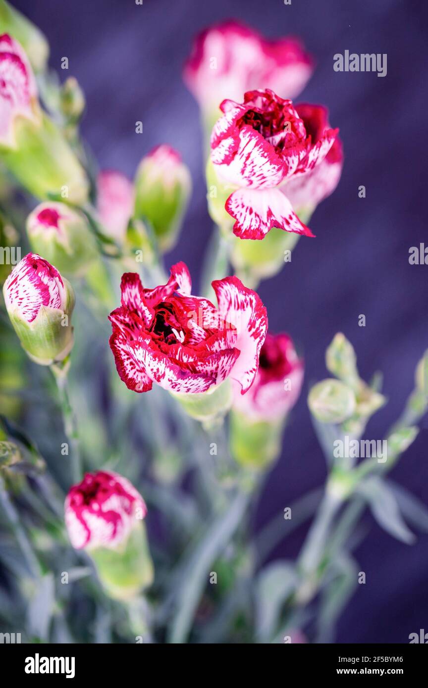 Bouquet of red and white bicolor carnations flowers on a dark background Stock Photo