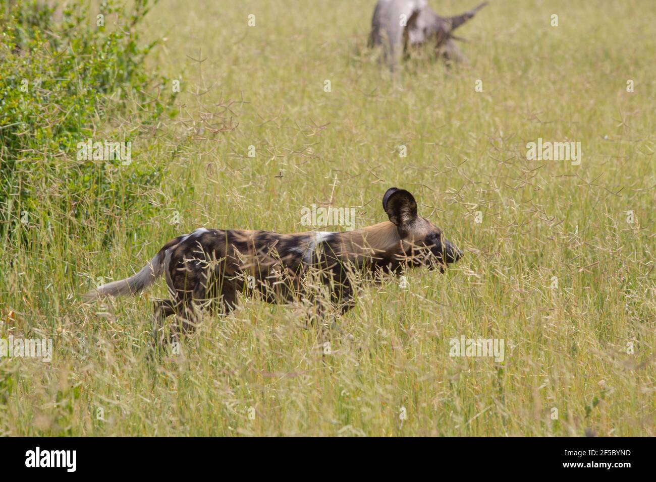 African Wild Hunting Dog or Painted Wolf  (Lycaon pictus). Adult . Trotting, moving at some pace  Travelling through grassland savanna. Cryptic coat f Stock Photo