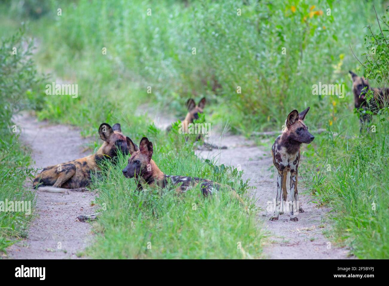 African Wild Hunting Dog  or Painted Wolf  (Lycaon pictus).  Safari vehicle, enforced, to stop in its tracks by dog pack relaxing. Grassland savanna. Stock Photo