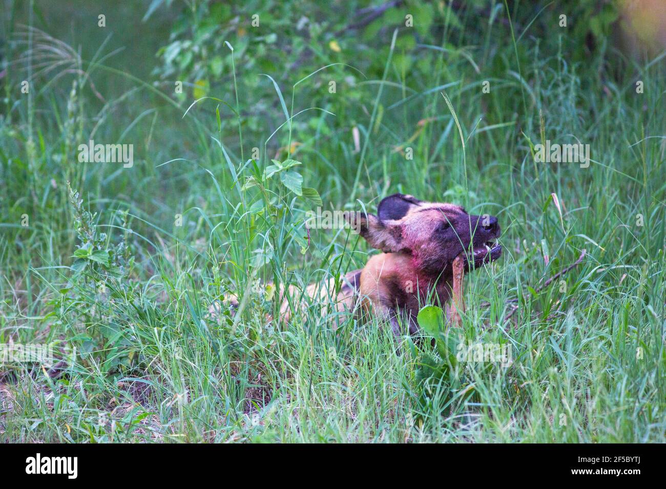 Wild Hunting Dog, or African Painted Wolf (Lycaon pictus), Carnassial teeth, molar, premolar, modified for shearing flesh in action for de-fleshing an Stock Photo