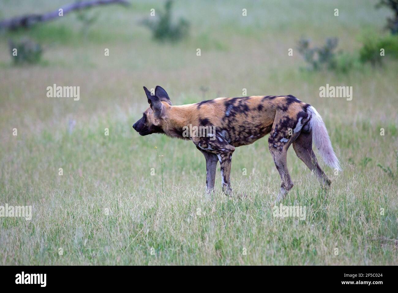 African Wild Hunting Dog or Painted Wolf  (Lycaon pictus). Adult . One of a pack of nine, in profile, attention drawn by hearing others of the pack in Stock Photo