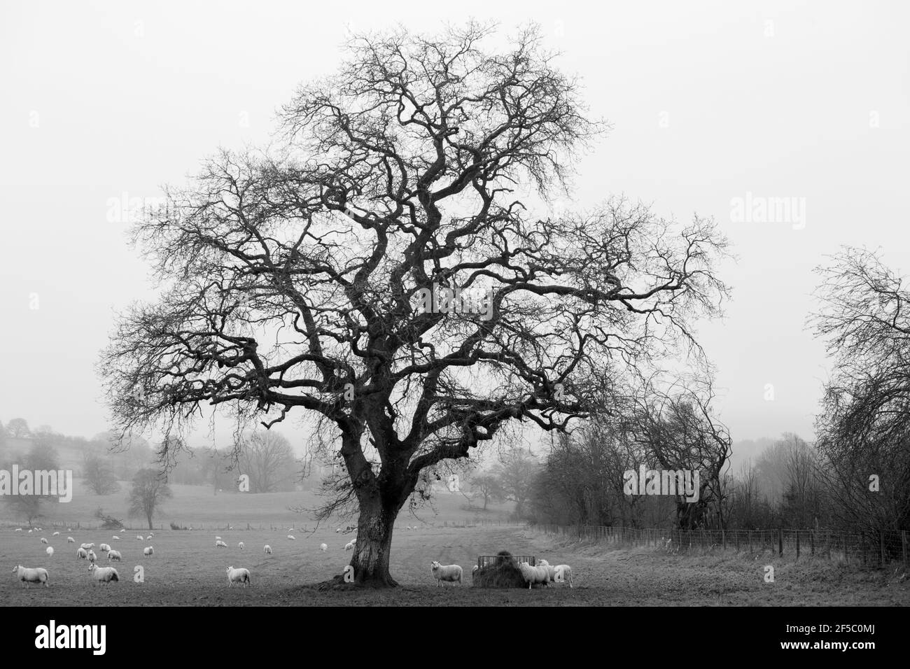 This magnificent tree caught my eye while driving in Wales, the sheep grazing on the hay whit the fog drifting away over the hills. Stock Photo