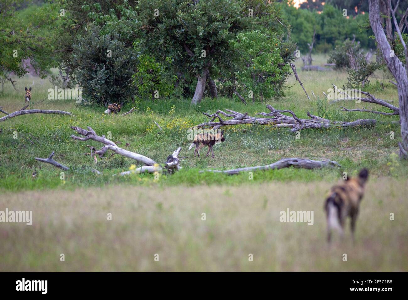 African Hunting Dogs, Painted Wolves (Lycaon pictus), front line positions as pack begins an approach to, but not visible, prey animals of Impala. Stock Photo