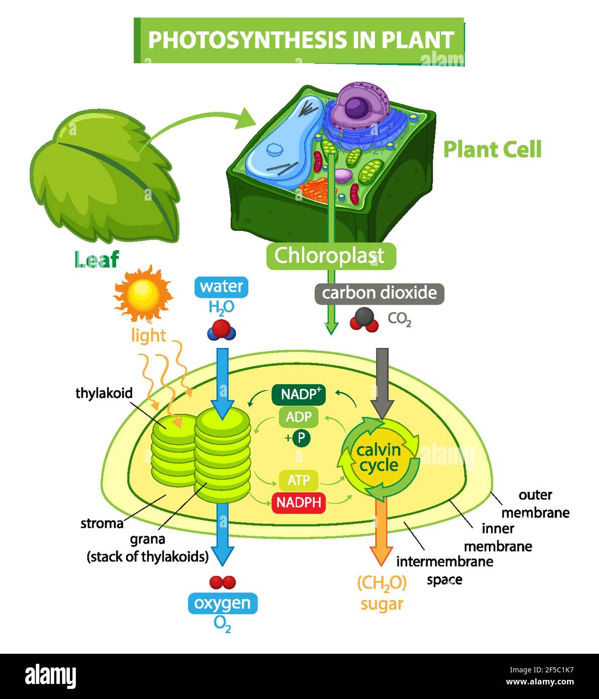Diagram showing process of photosynthesis in plant illustration Stock