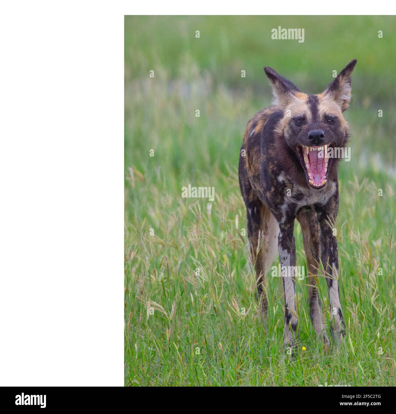 Wild Hunting Dog, Painted Wolf  Lycaon pictus. Baring teeth, revealing dentition, incisor, eye, premolar, molar, modified for shearing flesh, carnivore Stock Photo