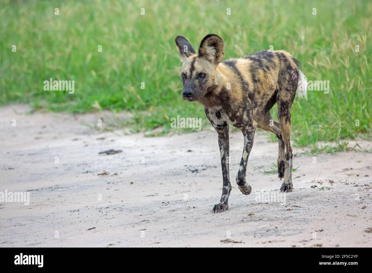 African Wild Dog or Painted Wolf (Lycaon pictus). Front facing, approaching animal. Moving forwards, stepping out. Trotting motion. Dedicated hunter. Stock Photo
