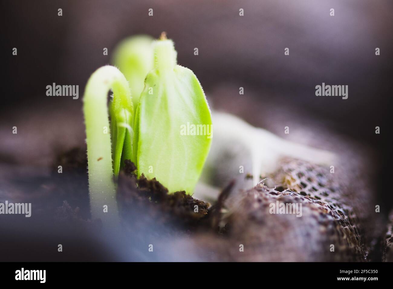 jardin, pousse, garden, shoot Stock Photo - Alamy