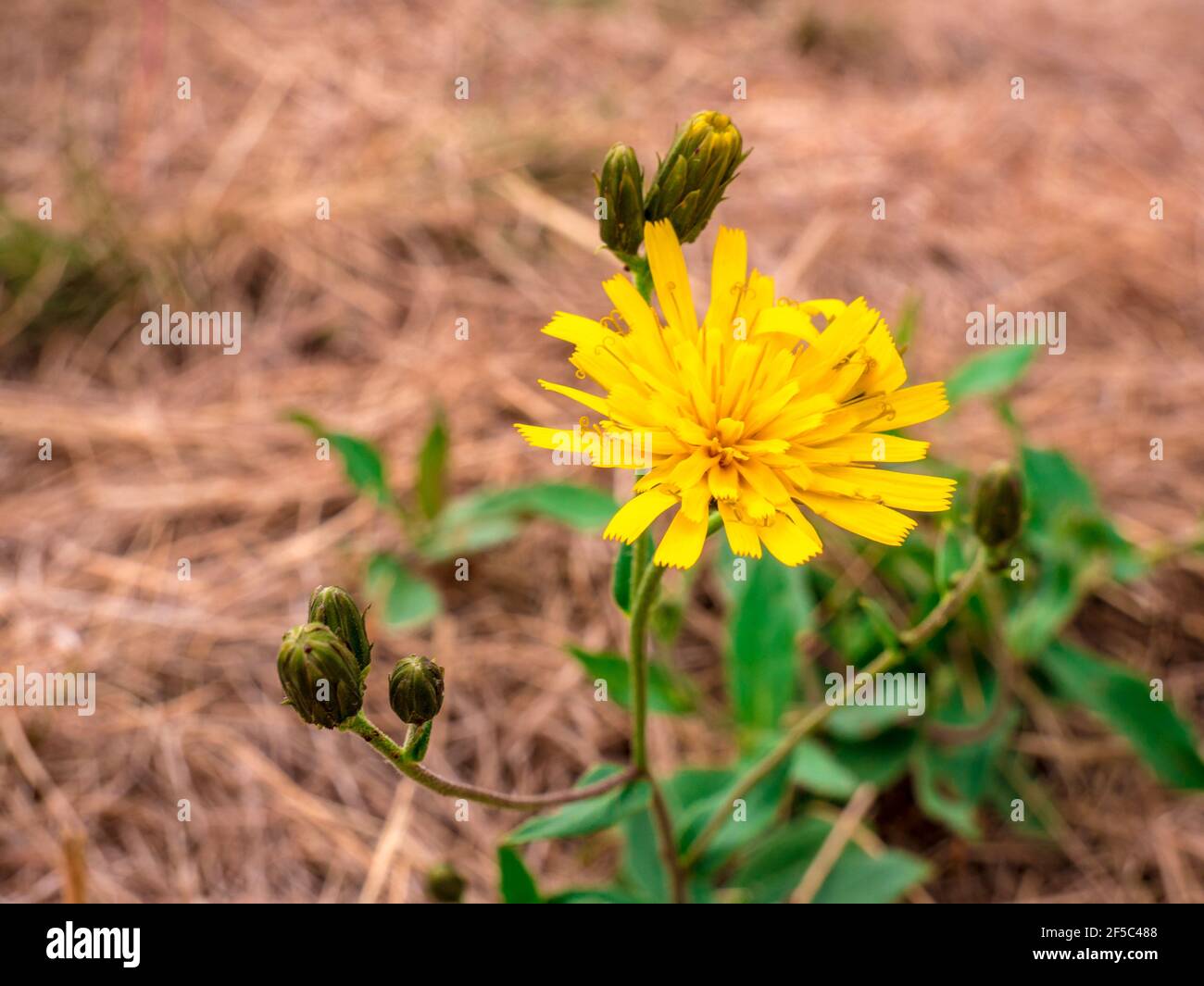 Oriental Salsify flower(Tragopogon orientalis) - also known as meadow goat's-beard. Close-up view of flower with blurred dry meadow in tehe background Stock Photo