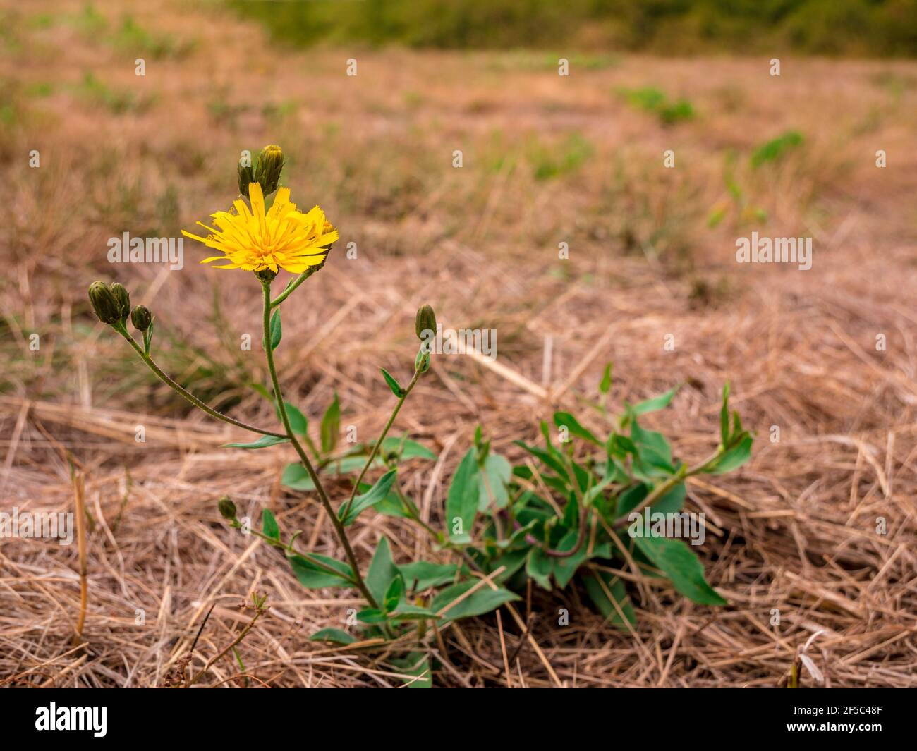 Oriental Salsify flower(Tragopogon orientalis) - also known as meadow goat's-beard. View of flower with blurred dry meadow in tehe background. Stock Photo