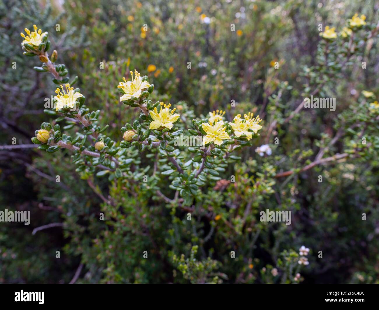 Flowernig asterolasia trymalioides, Australian Alps, Victoria Stock Photo