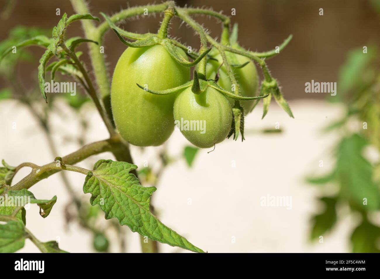 fresh growing tomatoes (Solanum lycopersicum) Stock Photo