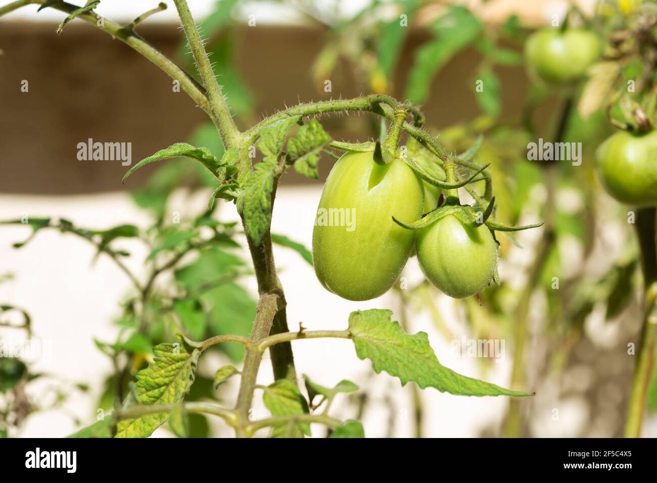 fresh growing tomatoes (Solanum lycopersicum) Stock Photo