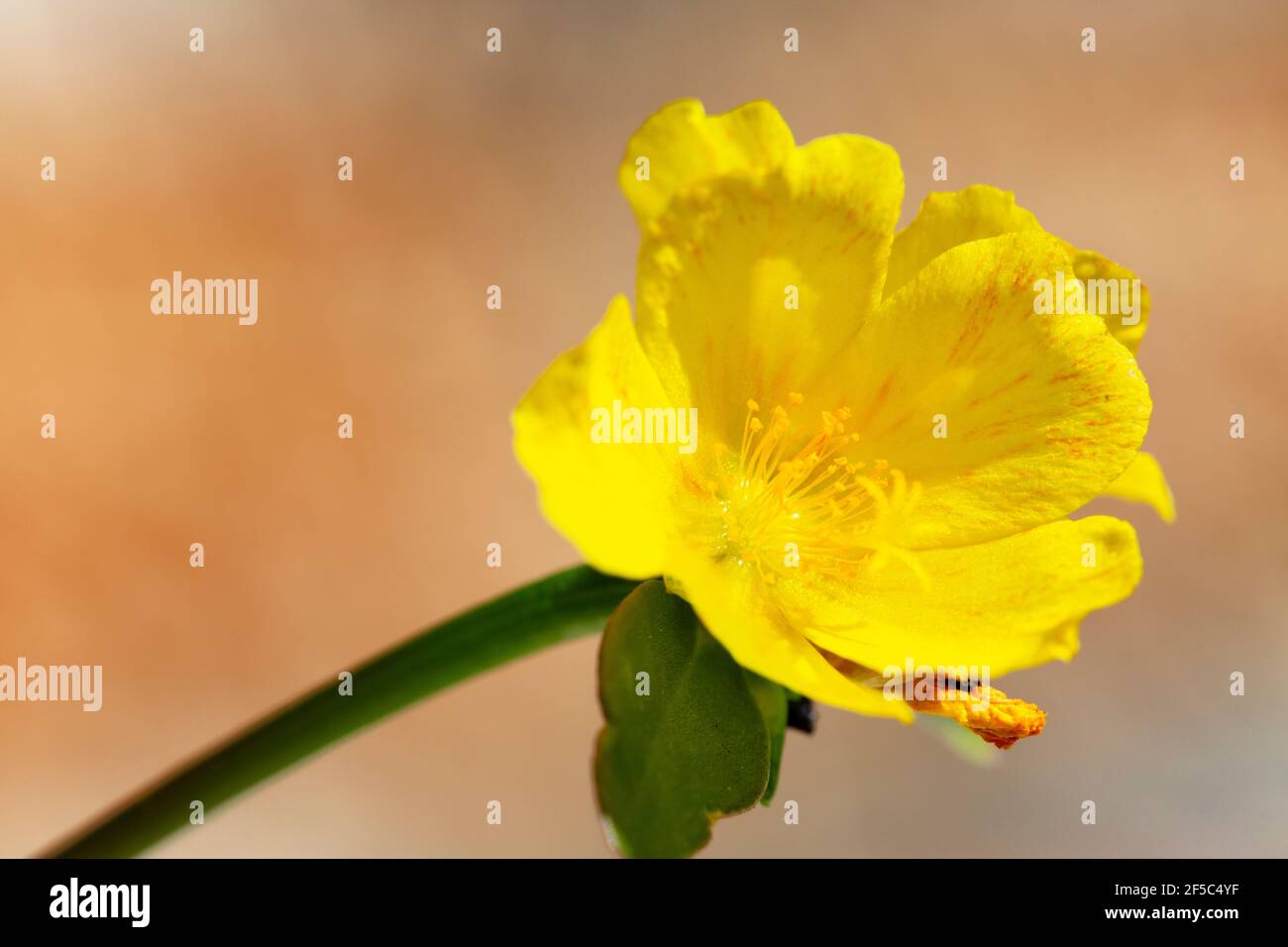 Potentilla fruticosa (Shrubby Cinquefoil) Stock Photo