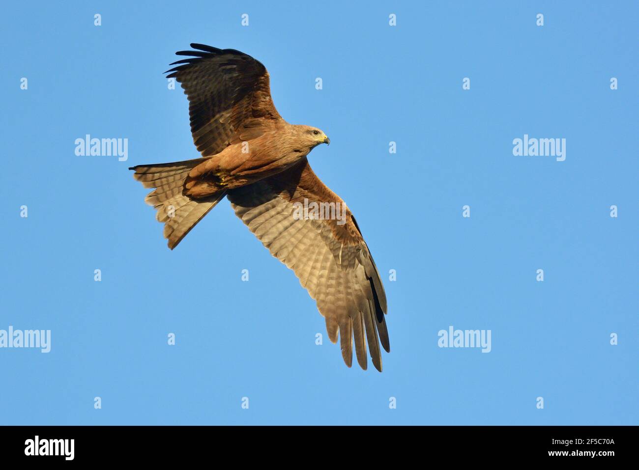 Black Kite (Milvus migrans) bird of prey in flight in NSW, Australia
