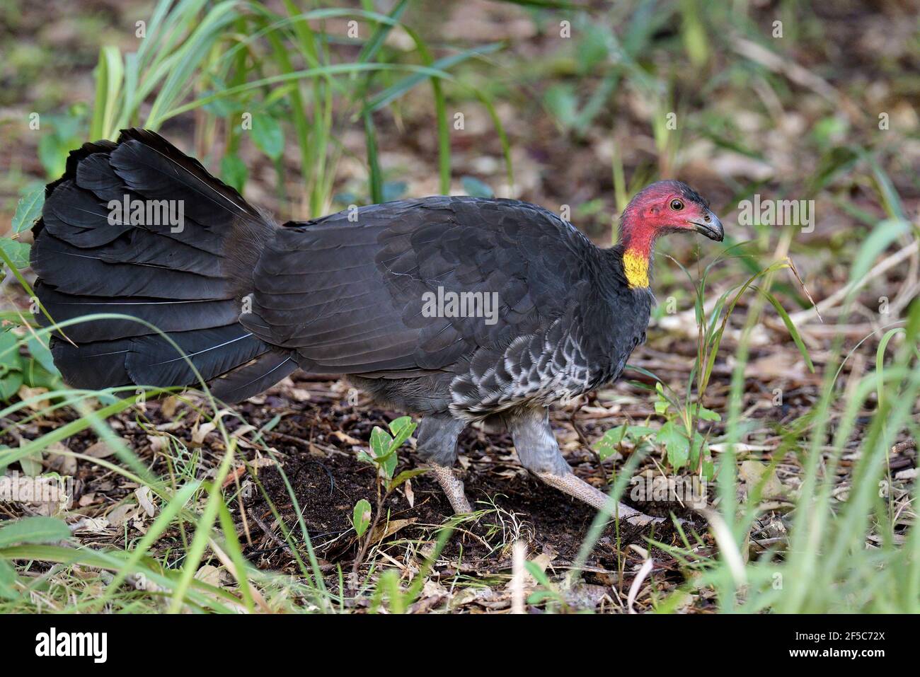 Australian Brushturkey (Alectura lathami) megapode bird digging for