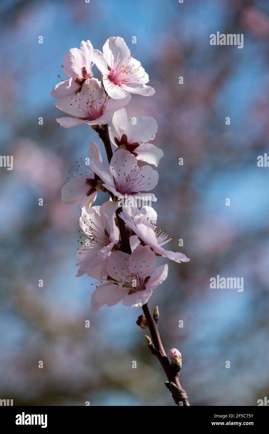 Erden, Germany. 24th Mar, 2021. Trees of the Moselle vineyard peach blossom on the vineyards of the Moselle. The blossoms of the small-growing peach tree shine as heralds of spring from dusky pink to pink. Credit: Harald Tittel/dpa/Alamy Live News Stock Photo